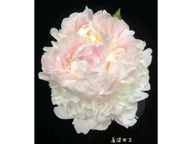 羞澀女王 中早期 花徑極大 重瓣型